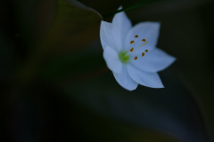 Blume-4-Anja