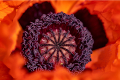 GG-Mohn