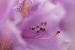 GG-Rhododendron