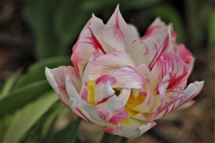 Gefuellte-Tulpe-Anita-Holtappels