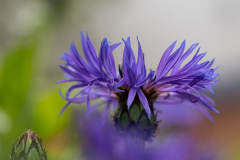 HR-Kornblume-P5161341