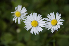 IE-_DSC4779