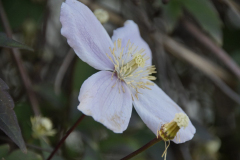 IE-_DSC4780