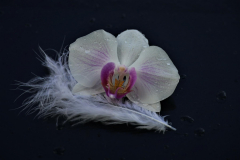 Orchidee-Anita-Holtappels