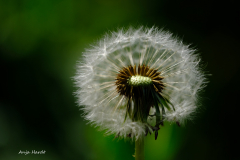 Pusteblume-Anja