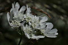 Weisse-Wiesenblume-Anita-Holtappels