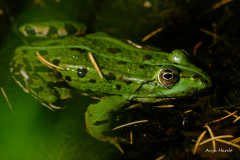 5.-Frosch-Anja