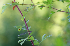 AHo-Kleine-gruene-Libelle-AHo