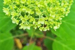 SK-Hortensie