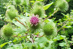 1_BL-Distel