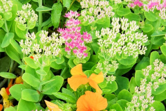 1_BL-Herbst-u.-Fruehjahrsblume