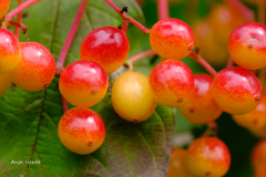 AH-Beeren-Anja