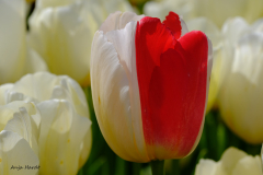 AH-Tulpe-2-Anja