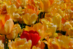 AH-Tulpen-Anja