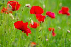 Aho-Mohn-Anita-Holtappels