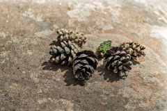 Aho-Zapfenarrangement-Anita-Holtappels