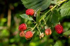 HR-P8043729-Beeren