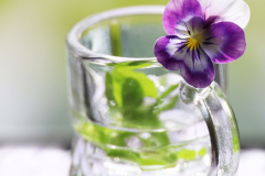 Aho-Im-Schnapsglas-Anita-Holtappels