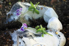 Aho-Spiegelung-im-Beet-Anita-Holtappels