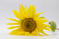 Gaby-Sonnenblume-1