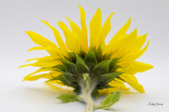 Gaby-Sonnenblume-2