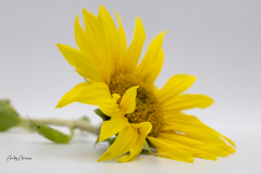 Gaby-Sonnenblume-3