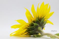 Gaby-Sonnenblume-4