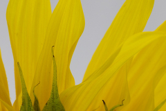 Gaby-Sonnenblume-5