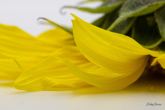 Gaby-Sonnenblume-6
