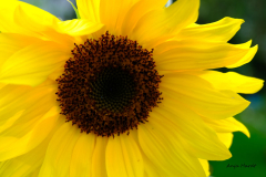 Sonnenblume-1-Anja