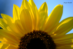 Sonnenblume-2-Anja