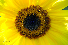 Sonnenblume-3-Anja