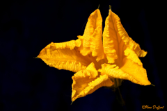 Vorne