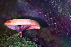 AE-Pilz-in-Baumwurzelhoehle-x-vk-DSCF4045_stack