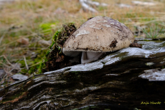 AH-Pilz-3-Anja