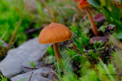 AH-Pilz-4-Anja