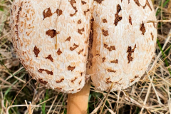 BL-Pilz-1