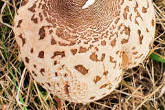 BL-Pilz-2