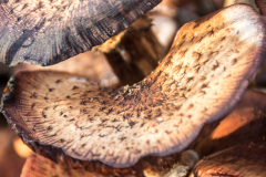 BL-Pilz-3