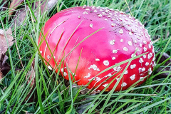 BL-Pilz-5