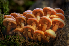 Gaby-PIlz-4