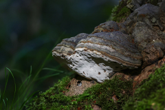 Gaby-PIlz-5