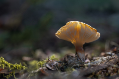Gaby-Pilz-1