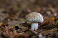 Gaby-Pilz-2