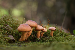 Gaby-Pilz-3