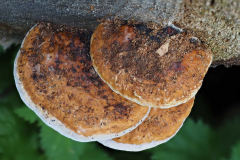 HR-P9185350-Pilz