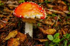 HR-Pilz-P9235358