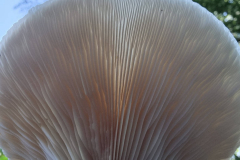 UD-Pilz-2