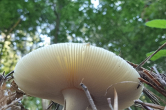 UD-Pilz-3