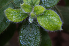 A-Gruener-Flaum_